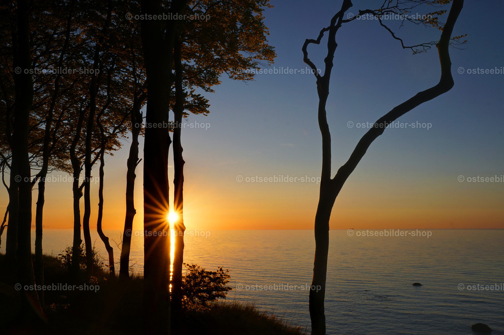 Abendwald | Bäume wie mit schwarzer Tinte gezeichnet rahmen den Sonnenuntergang über der Ostsee.