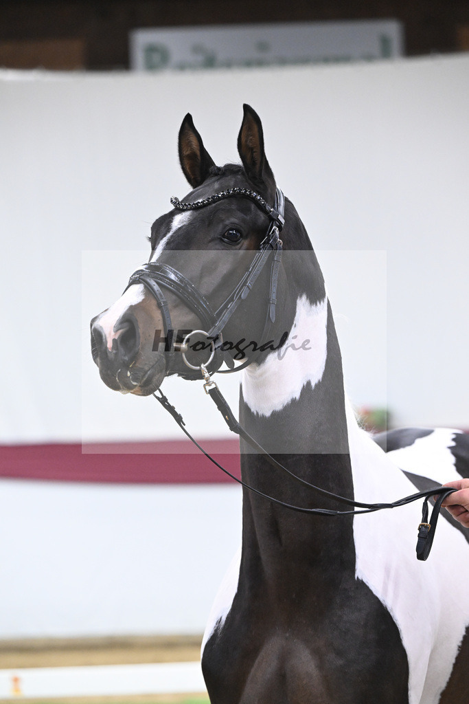 Kat-Nr. 117 Classic Deluxe x Don Martillo_Horst Schepper_47254011 | hf-fotografie - Realisiert mit Pictrs.com