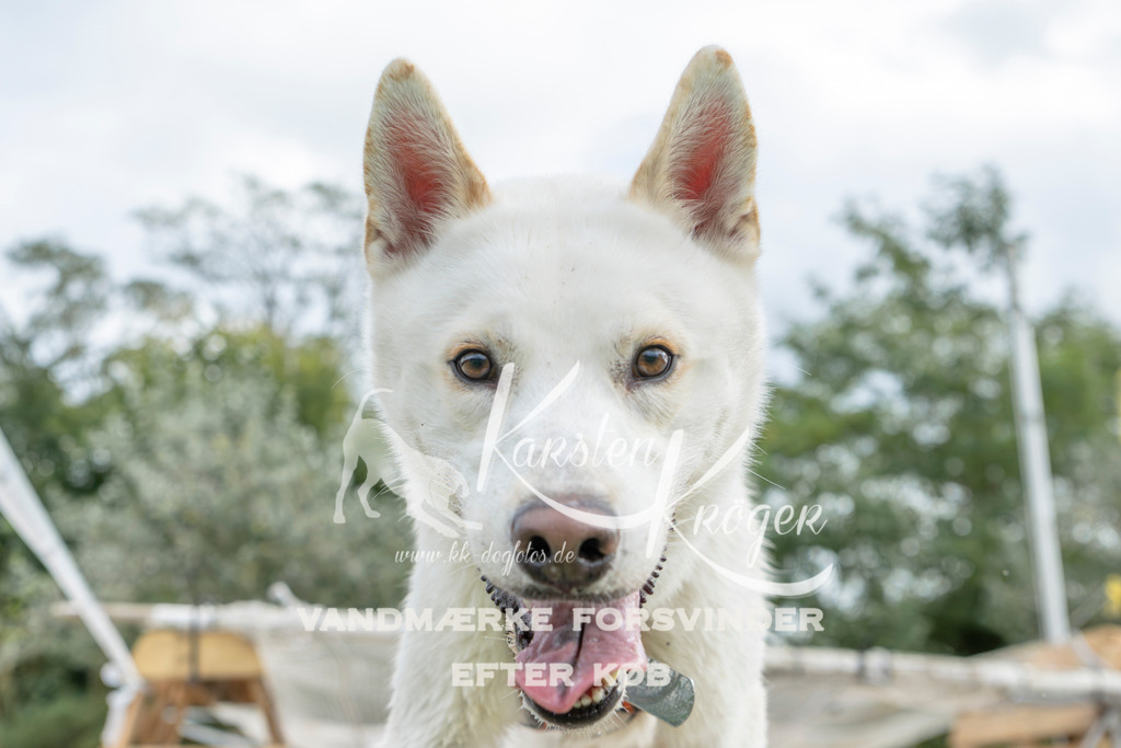 1527_ZZ95225 | kk-dogfotos