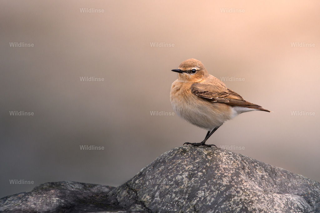 Wildlinse-240418-1-2 | Willkommen bei Wildlinse. Wildtierfotografien aus Schleswig-Holstein: Entdecke einzigartige Fine-Art-Prints und Poster, die Ruhe, Wildnis und die Schönheit unserer heimischen Tierwelt in dein Zuhause bringen. - Realisiert mit Pictrs.com