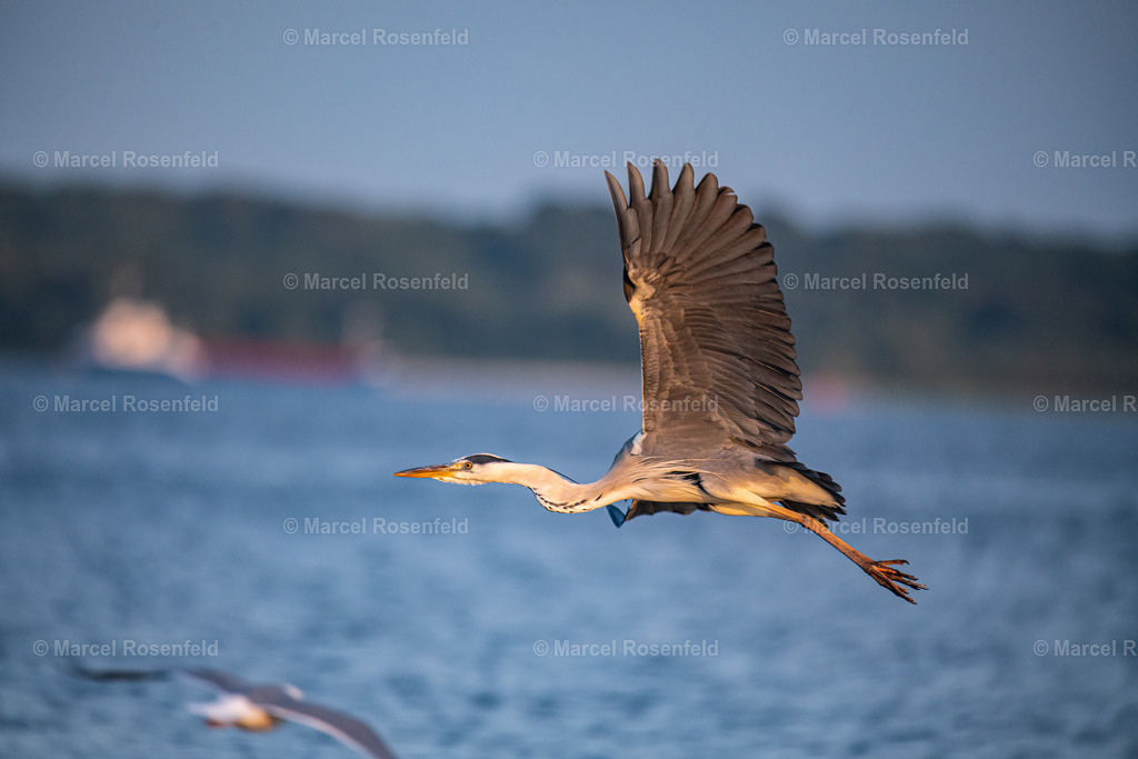 _DSC6104 (1) | foto-rosenfeld