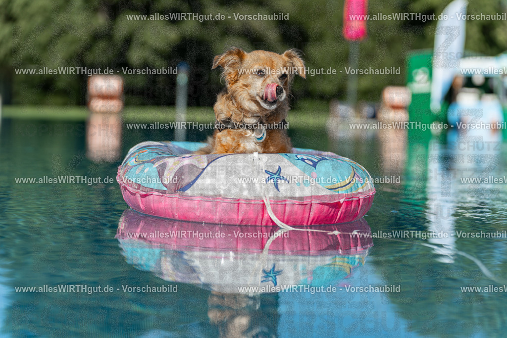 Hundeschwimmen_Volksbad_2026-allesWIRTHgut_Tierfotografie-2609061048-095808-7R509194 | Professionelle Tierfotografie in Mönchengladbach von Daniel Wirth (allesWIRTHgut). Liebevolle & natürliche Bilder von Hunden & Katzen für unvergessliche Erinnerungen.