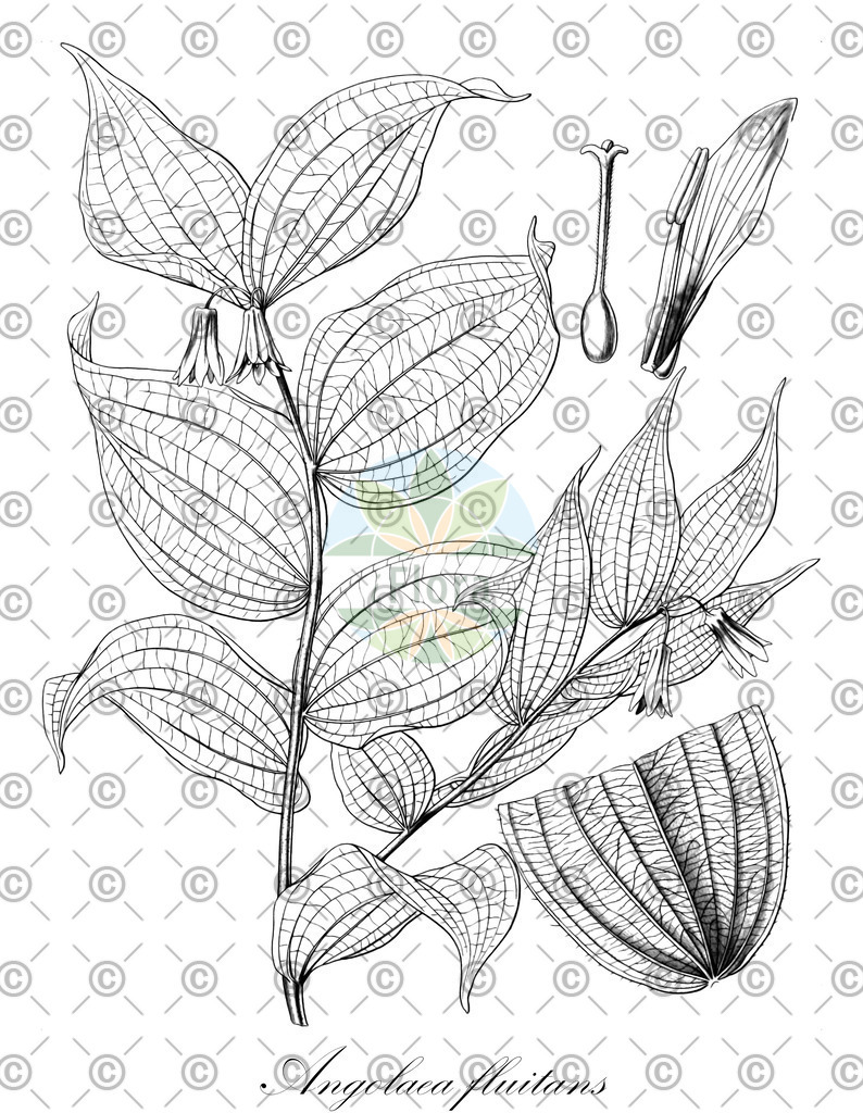 HistAbb_wfo-0000536542_318_ENZY_Simple | Historische Abbildung von Angolaea fluitans - Podostemaceae | Historical Illustration of Angolaea fluitans - Podostemaceae