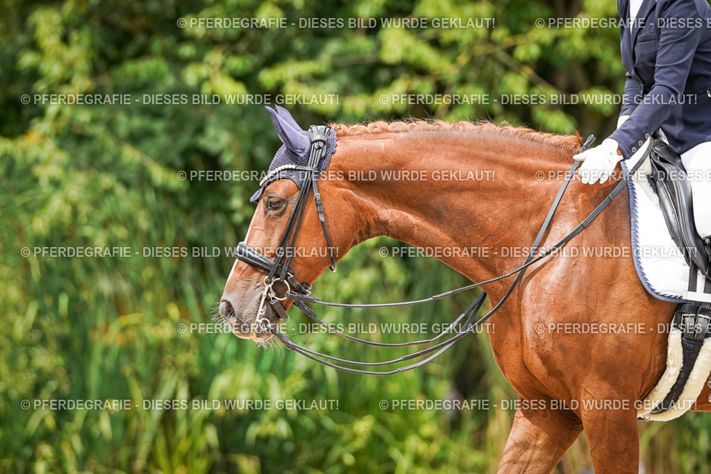 DSC05228 | Pferdegrafie