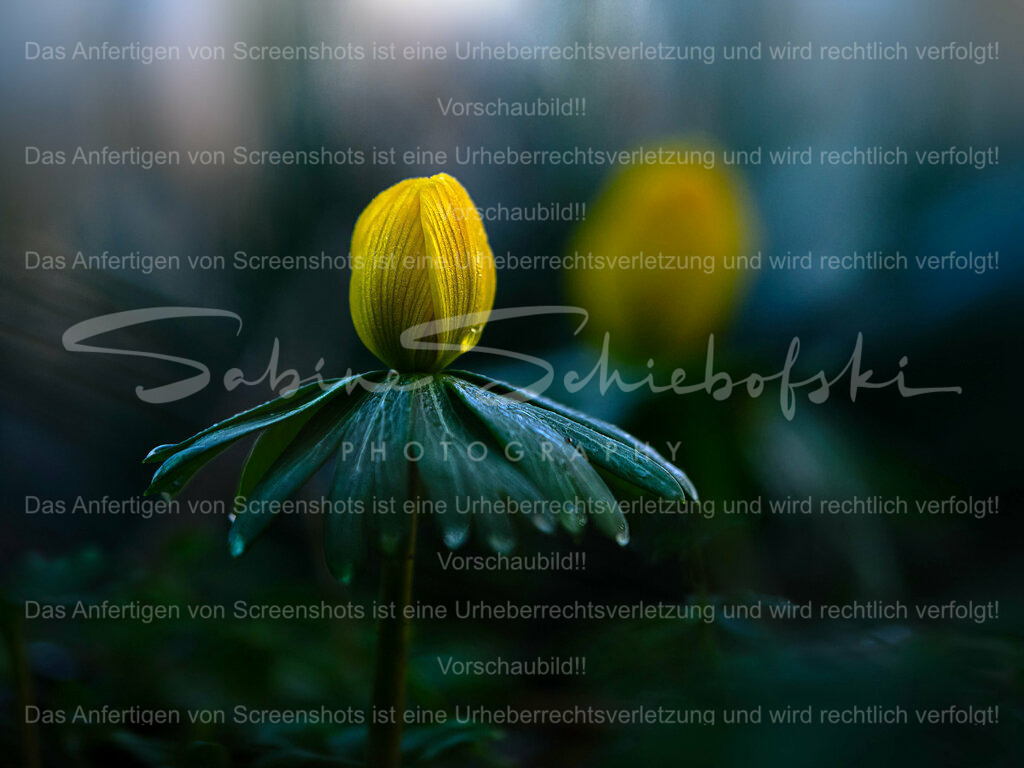 Wandbild Winterling | People- und Tierfotografie, Imageaufnahmen, Veranstaltungsfotografie und Wandbilder aus der Natur ★ Made in Germany ✔️ Druck + Downloads ✔️ Naturfotografie in Top Qualität ★ schneller Versand, weltweite Lieferung! - Realisiert mit Pictrs.com