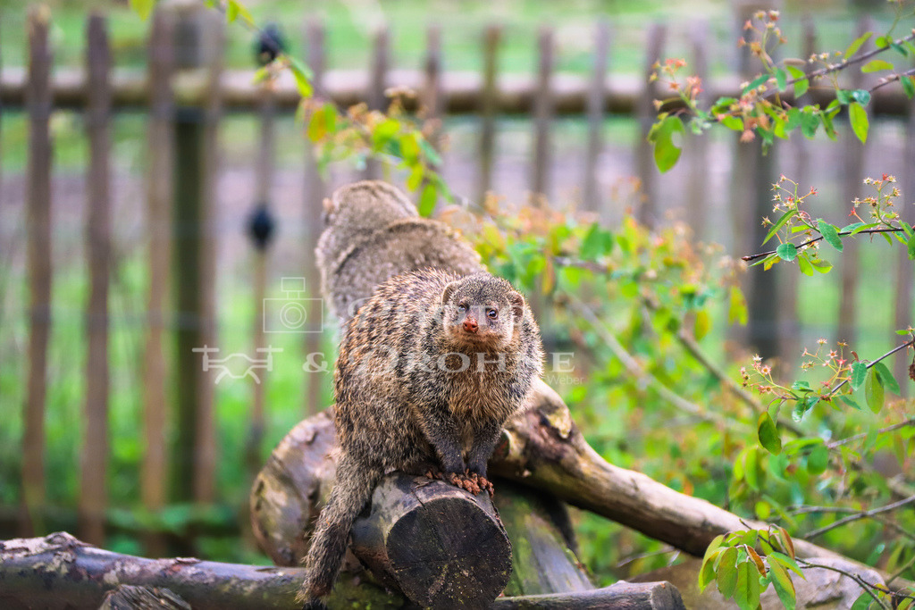 Zebramanguste-2743 | Die Zebramanguste, auch als Streifenmanguste bekannt, ist eine Art der Mangustenfamilie, die in Ostafrika beheimatet ist. Ihr Verbreitungsgebiet erstreckt sich von Südsudan und Äthiopien im Norden bis hinunter nach Südafrika. - Realisiert mit Pictrs.com