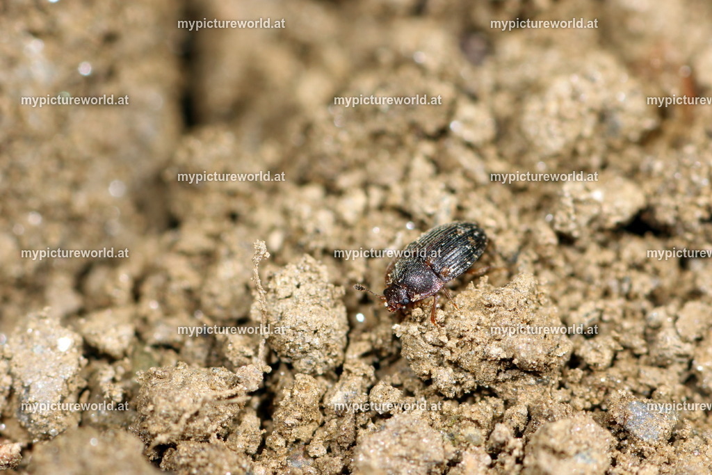Stelidota geminate-001 | Das Bilderarchiv über Tiere, Planzen und Landschaften. In der Bilddatenbank finden Sie ein große Auswahl an hochwertigen Bilder für Ihre Werbung - Realisiert mit Pictrs.com