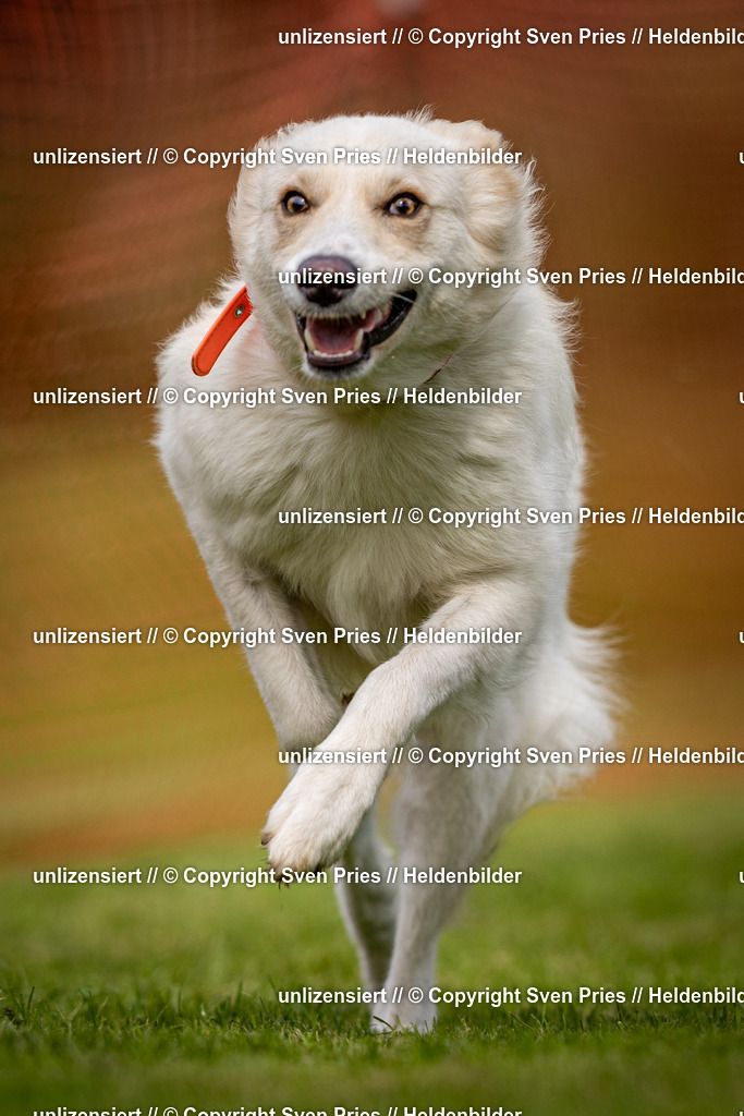 Sven Pries | 2024-09-22 - Hunderennen Baden-BadenPudelverein - Realisiert mit Pictrs.com