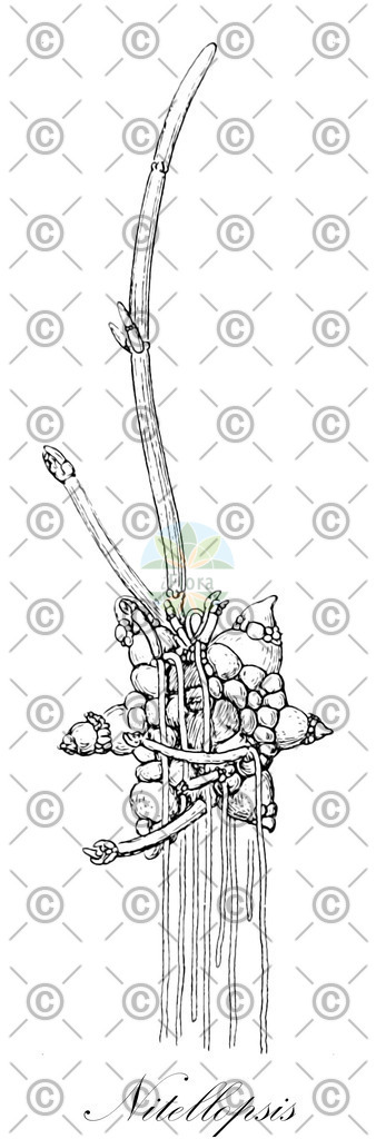 HistAbb_wfo-0000381038_1_ENZY_Simple | Historische Abbildung von Nitellopsis - Characeae (0) | Historical Illustration of Nitellopsis - Characeae (0)