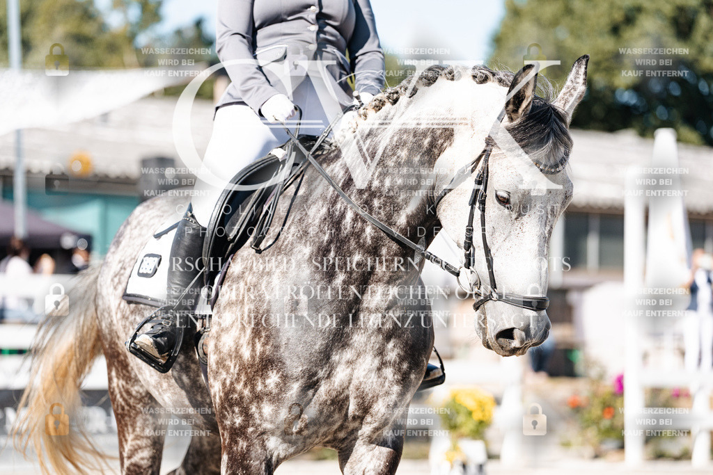 CK908271 | Turnierfotografie Pferdefotografie Trier Rheinland-Pfalz Pferdesport Reitsport Tierfotografie Sportfotografie Pferdevideo Pferdevideografie Equestrianvideography equestrianphotography  - Realisiert mit Pictrs.com