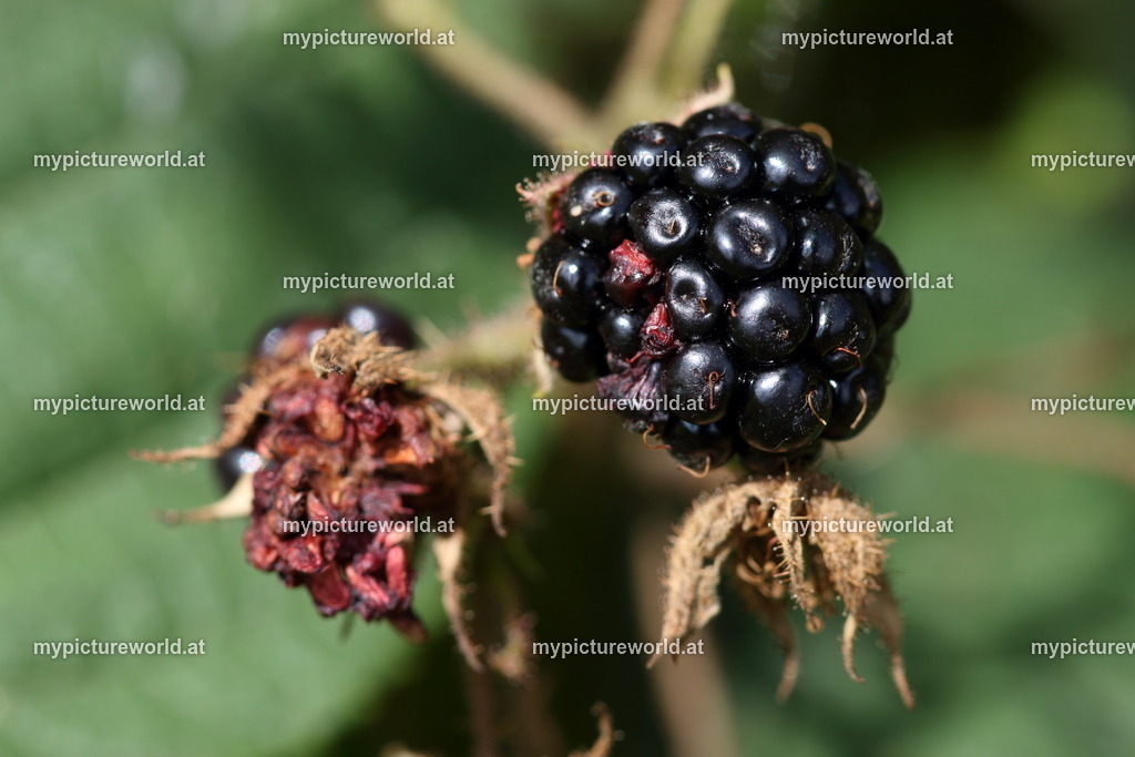 Brombeere-012 | Das Bilderarchiv über Tiere, Planzen und Landschaften. In der Bilddatenbank finden Sie ein große Auswahl an hochwertigen Bilder für Ihre Werbung - Realisiert mit Pictrs.com