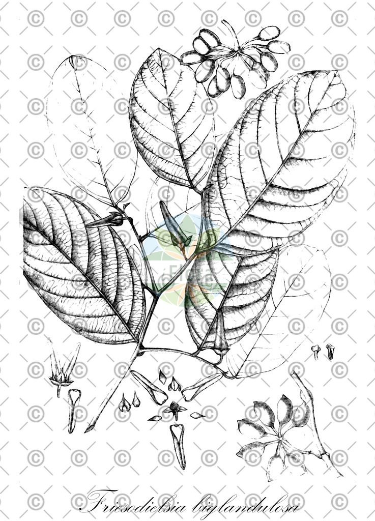 HistAbb_wfo-0000692497_1_ENZY_Simple | Historische Abbildung von Friesodielsia biglandulosa - Annonaceae | Historical Illustration of Friesodielsia biglandulosa - Annonaceae