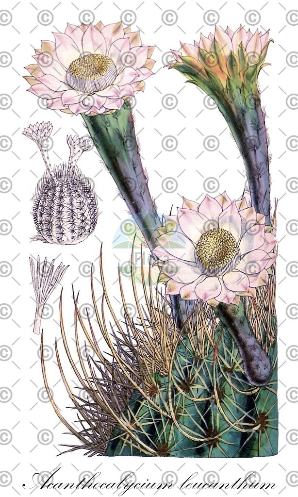 HistAbb_wfo-0001430008_1_ENZY_Simple | Historische Abbildung von Acanthocalycium leucanthum - Cactaceae | Historical Illustration of Acanthocalycium leucanthum - Cactaceae