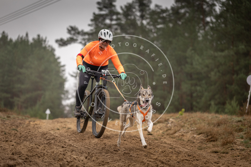 Pfotenfotografie_DV3A3557 | Hundefotografie, Tierfotograf, Pfotenfotografie, Fotoshooting Hund, Hunde Portrait, Hundesport, Hundeportraits, Heideshooting, Hunde, Sportfotograf, Hundefotograf, Turnierhundsport, THS,  - Realisiert mit Pictrs.com