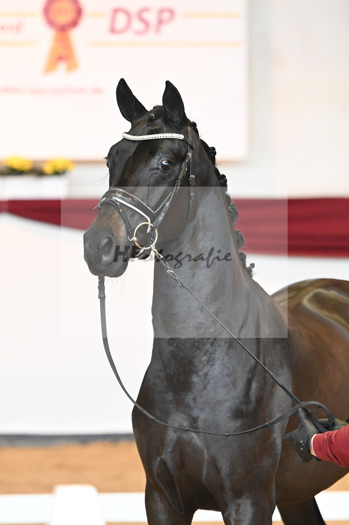 Kat-Nr. 6 v. Bohemian_Albert_66221524 | hf-fotografie - Realisiert mit Pictrs.com