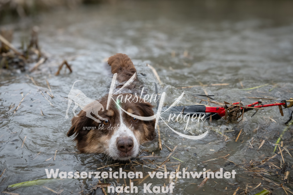 1101_ZZ94726 | kk-dogfotos