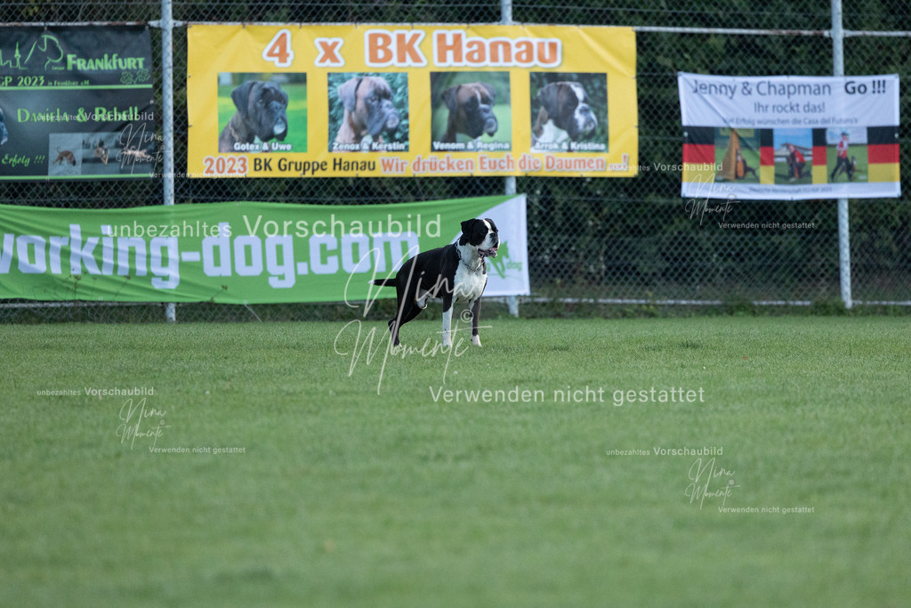 _16A5773 | Einzigartige Fotos von Hunden & Menschen –Actionfotos, Portraits, Vereinsaufnahmen & Paarshootings – authentisch, lebendig & mit Herz.