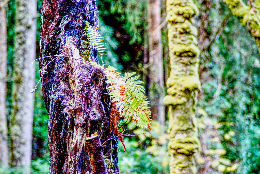 Killarney Nationalpark 2 | www-pimpup-me - Realisiert mit Pictrs.com