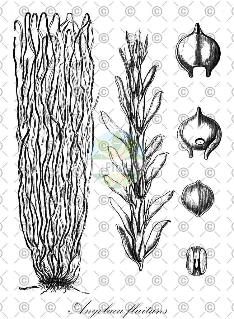 HistAbb_wfo-0000536542_206_ENZY_Simple | Historische Abbildung von Angolaea fluitans - Podostemaceae | Historical Illustration of Angolaea fluitans - Podostemaceae