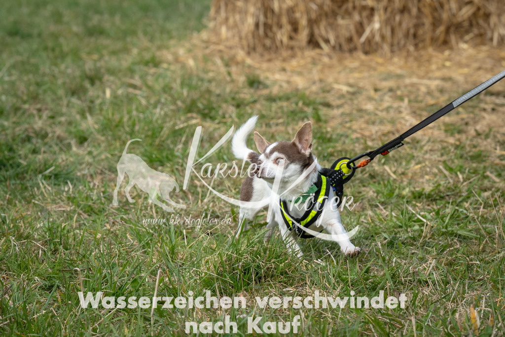 1041_ZZ93558 | kk-dogfotos