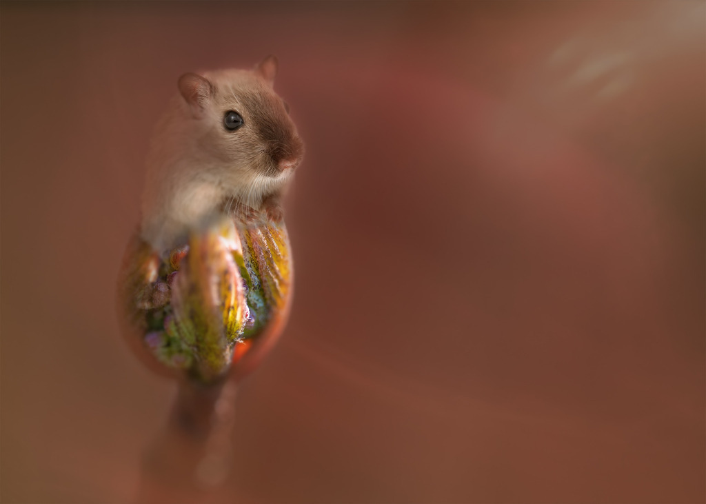 Die Haselmaus | Wenn es Frühling wird, spriessen auch die Haselmäuse - Realisiert mit Pictrs.com