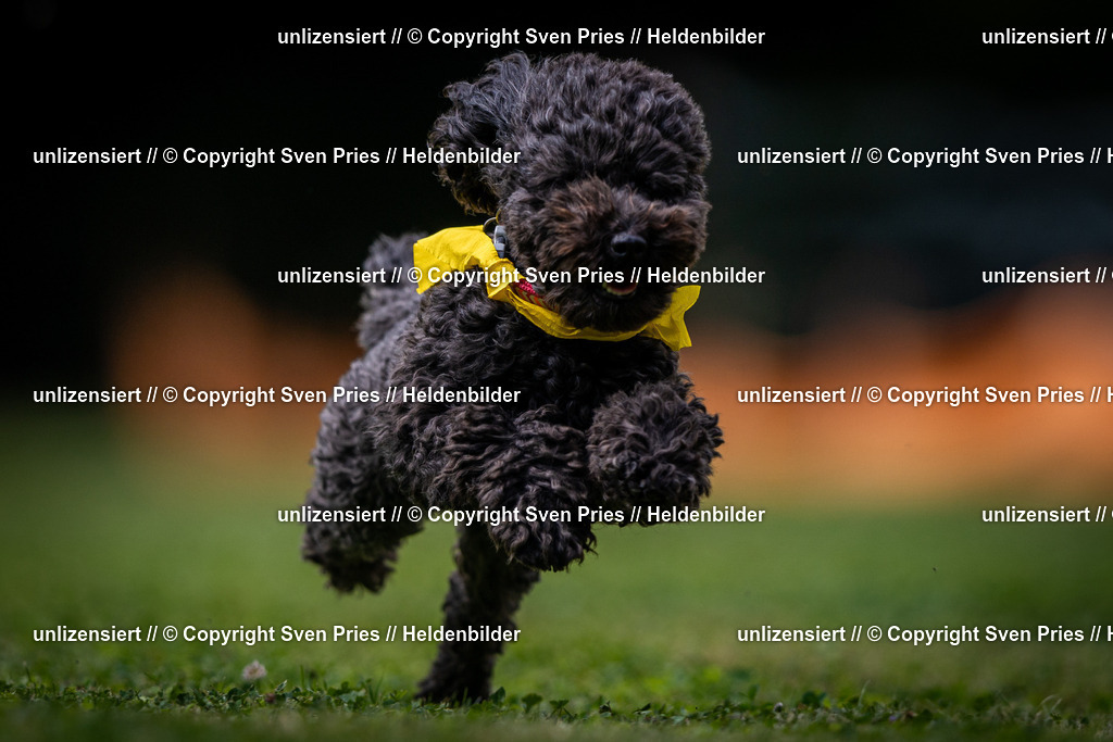 Sven Pries | 19. Allgemeines Hunderennen Karlsruhe Durlach - Realisiert mit Pictrs.com