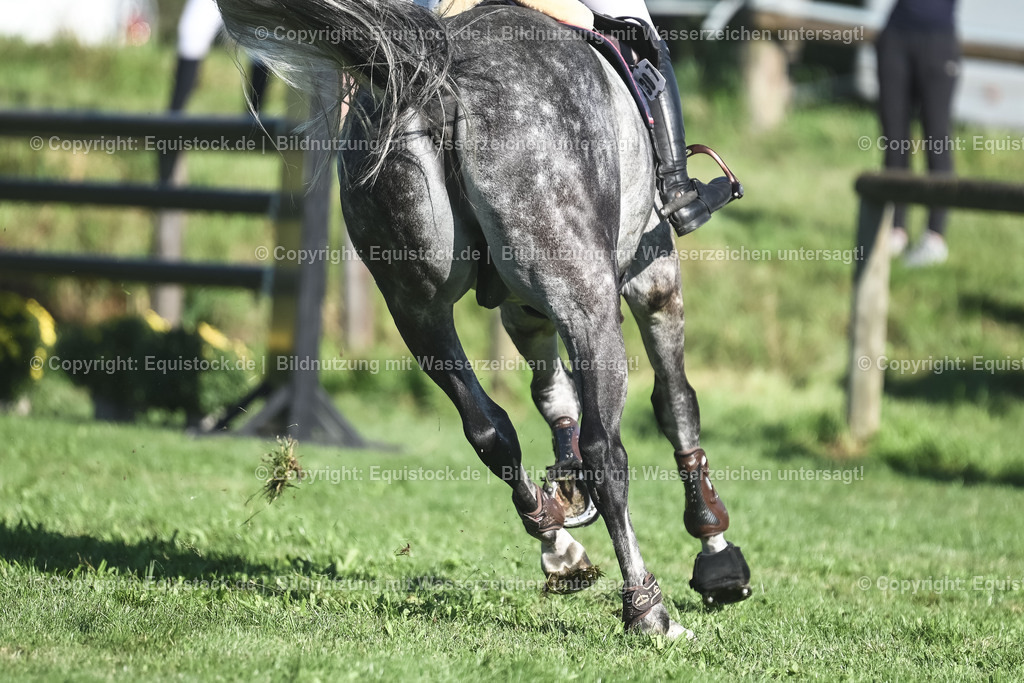 20230908_14-15_Springpferde-A_0077 | equistock