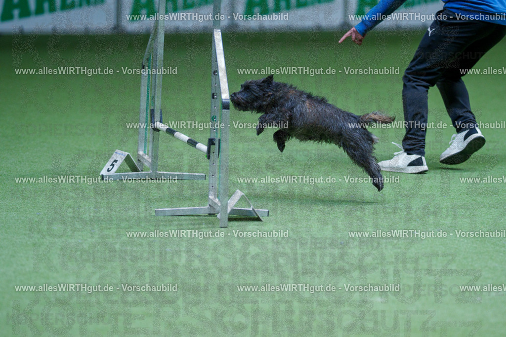 @allesWIRTHgut_Tierfotografie - www.allesWIRTHgut.de - 2604251304-7R503582 | Professionelle Tierfotografie in Mönchengladbach von Daniel Wirth (allesWIRTHgut). Liebevolle & natürliche Bilder von Hunden & Katzen für unvergessliche Erinnerungen.