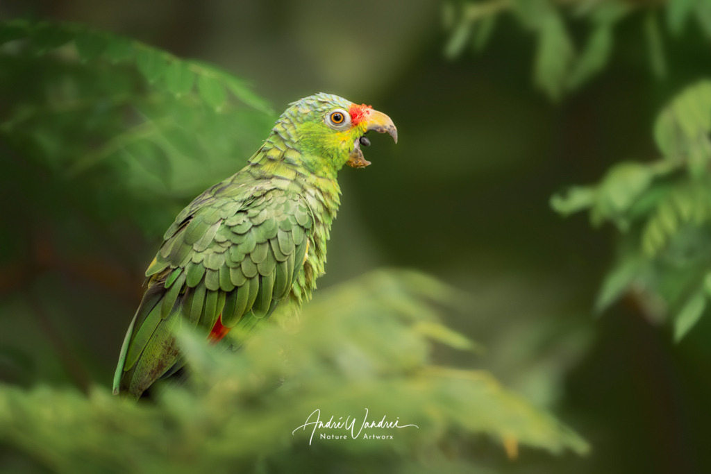 Flinke Feder, lauter Ton | Andre Wandrei - Nature Artworx - Realisiert mit Pictrs.com