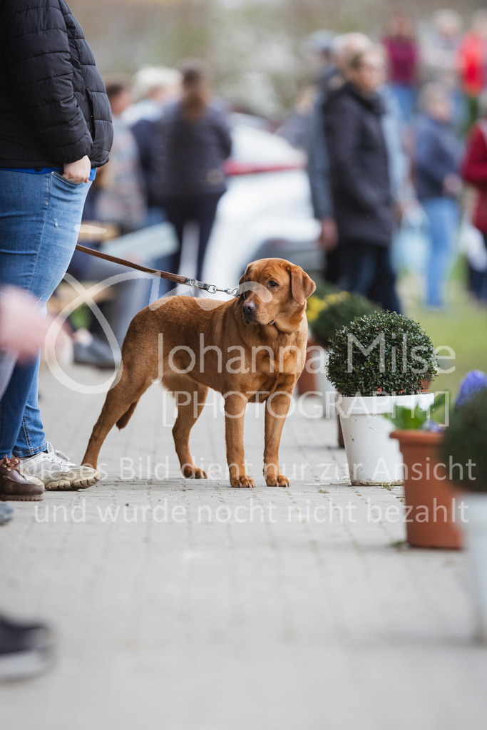 240330_Fruehlingsfest_Stil-M-924 | Deine schönsten Turniermomente als professionelle Fotos! Entdecke hochwertige Pferdesport-Fotografie im Online-Shop. Jetzt Fotos finden & bestellen!