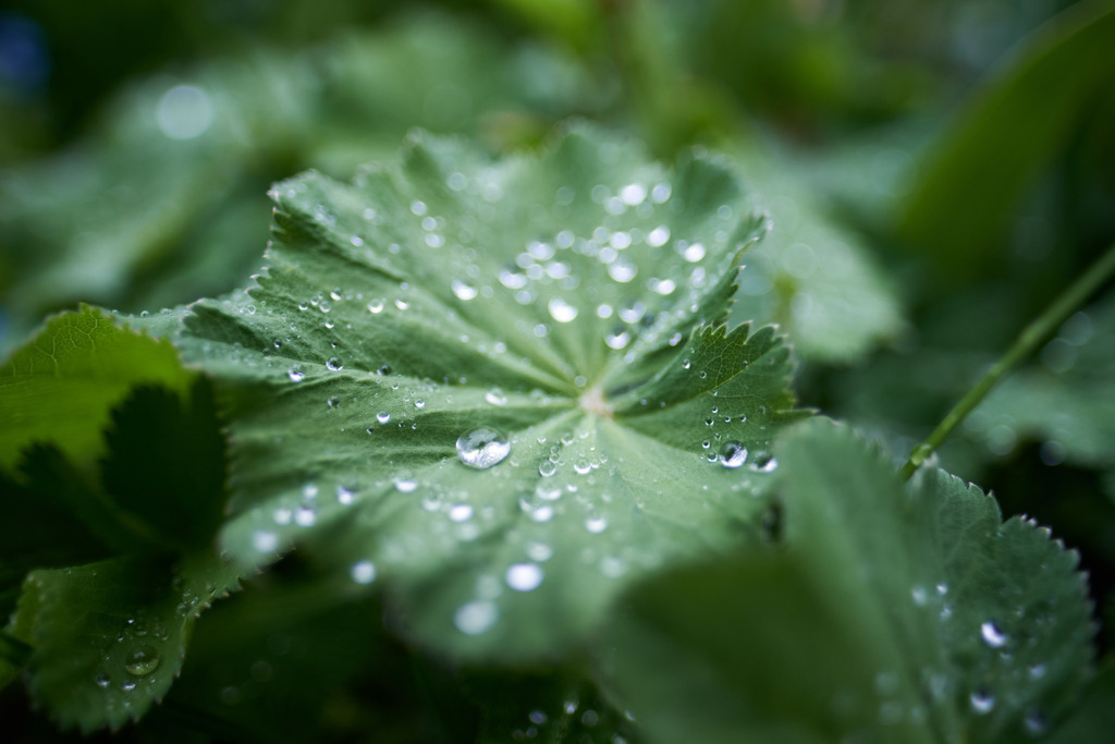 Frauenmantel mit Regentropfen im Garten | Austria - May 07, 2021: Frauenmantel mit Regentropfen im Garten. - Realisiert mit Pictrs.com