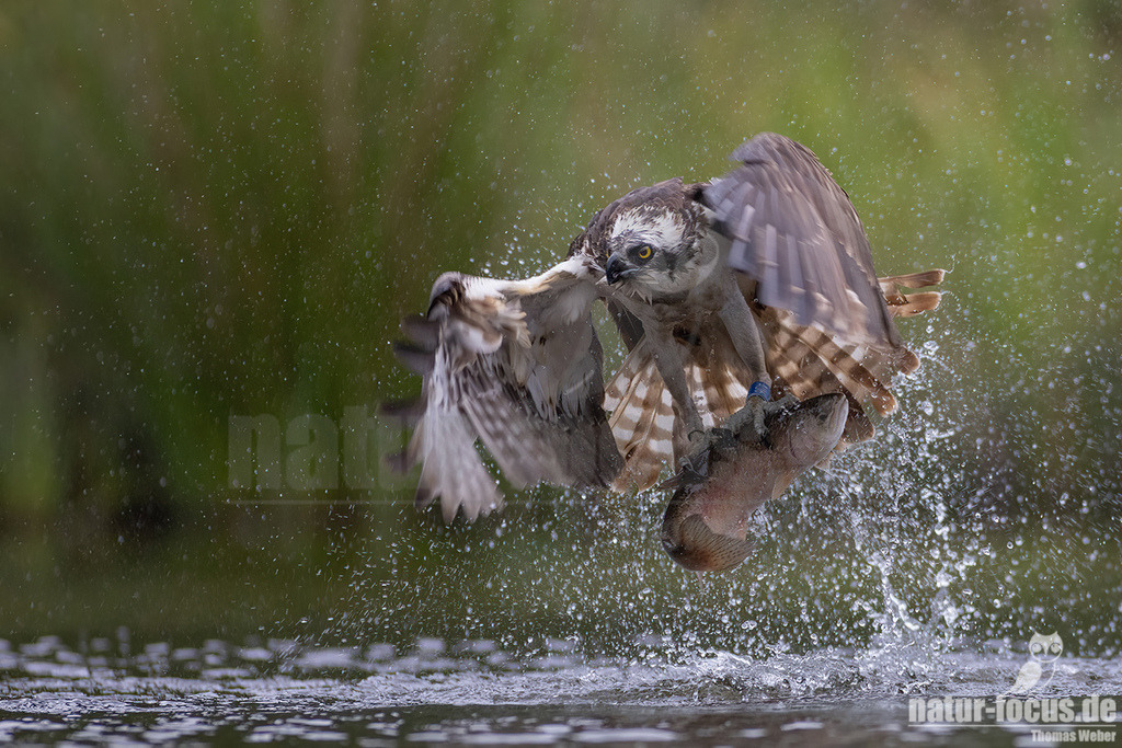 20220717064346-28 | Wie sein Name schon erahnen lässt, spezialisiert sich dieser mittelgroße Adler bei der Nahrungssuche ausschließlich auf Fisch. Deshalb trifft man ihn bei uns in der Nähe von flachen Süßwasserseen und küstennahen Brackgewässern an. - Realisiert mit Pictrs.com