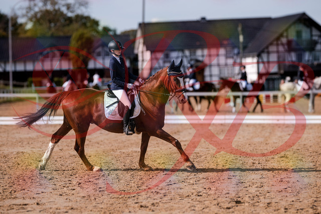 2026_10_03_Siefer-Hof_123759_Z81_34845625 | Professionelle Reitsport-, Turnier- und Eventfotografie von Robert Broda. Galerien mit ausgewählten und bearbeiteten Bildern direkt online ansehen und bestellen.