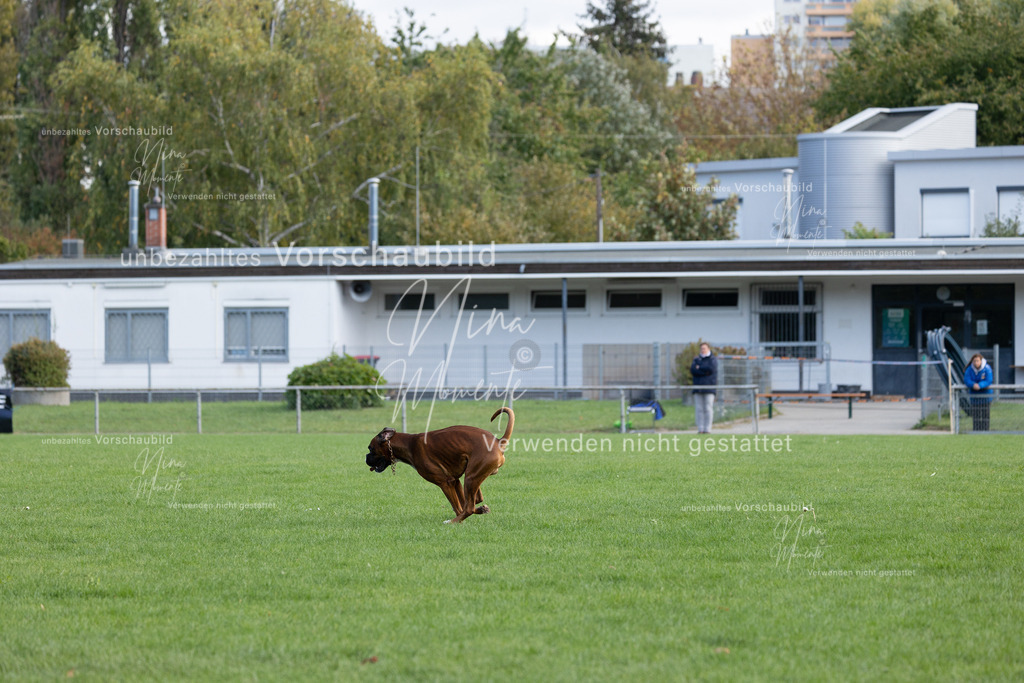 _16A6754 | Einzigartige Fotos von Hunden & Menschen –Actionfotos, Portraits, Vereinsaufnahmen & Paarshootings – authentisch, lebendig & mit Herz.