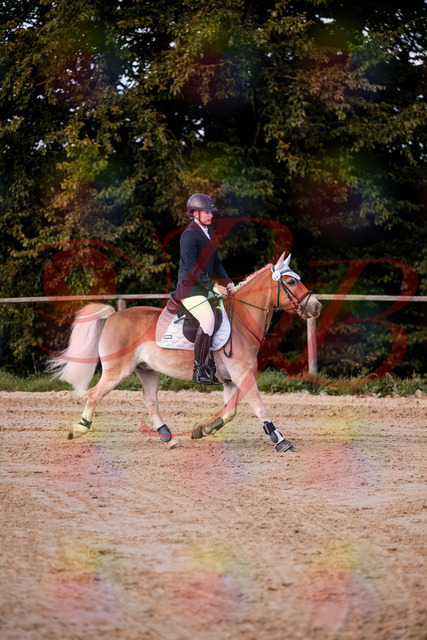 2026_10_03_Siefer-Hof_145422_Z81_34265503 | Professionelle Reitsport-, Turnier- und Eventfotografie von Robert Broda. Galerien mit ausgewählten und bearbeiteten Bildern direkt online ansehen und bestellen.