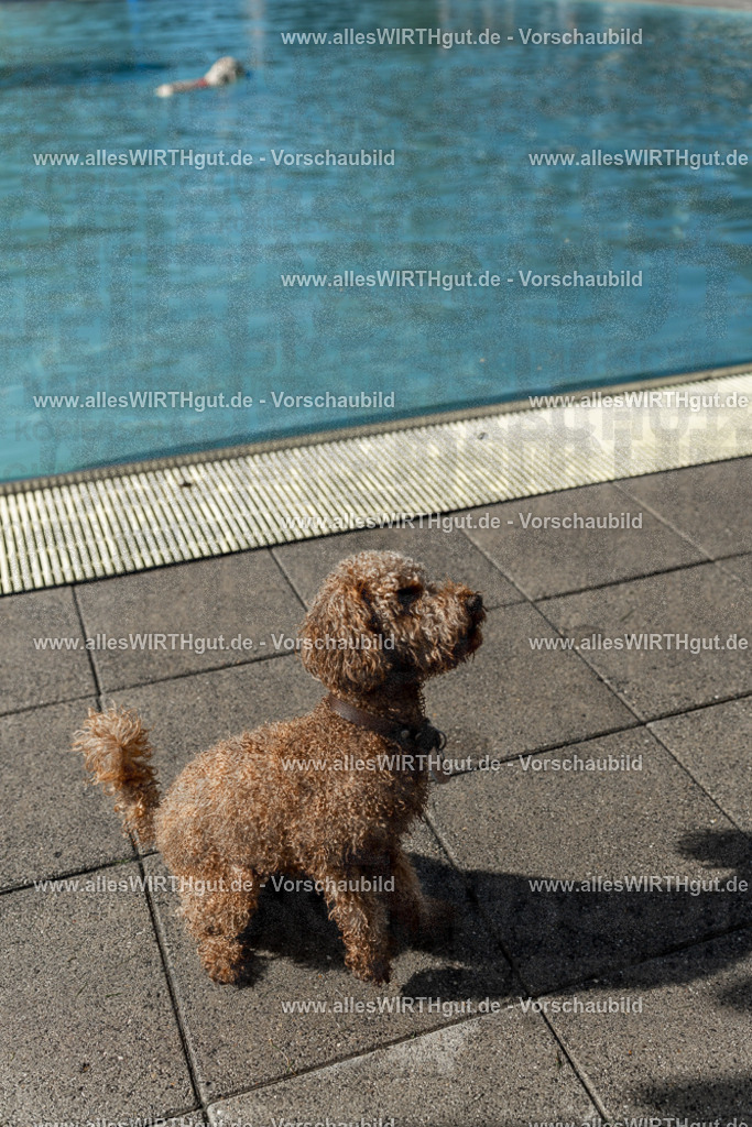 Hundeschwimmen_Volksbad_2026-allesWIRTHgut_Tierfotografie-2609061542-7R501714 | Professionelle Tierfotografie in Mönchengladbach von Daniel Wirth (allesWIRTHgut). Liebevolle & natürliche Bilder von Hunden & Katzen für unvergessliche Erinnerungen.