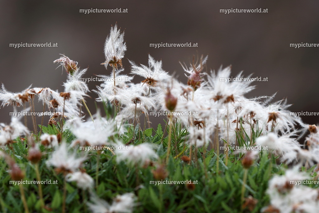 Weiße Silberwurz-010 | Das Bilderarchiv über Tiere, Planzen und Landschaften. In der Bilddatenbank finden Sie ein große Auswahl an hochwertigen Bilder für Ihre Werbung - Realisiert mit Pictrs.com