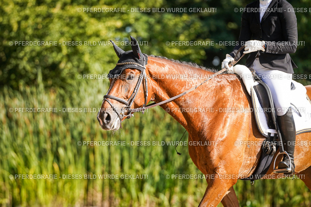 DSC09776 | Pferdegrafie