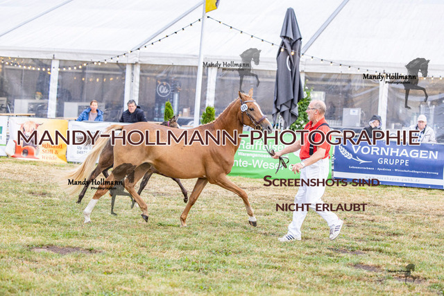 DR (185 von 2698) | mandyhollmannphotographie