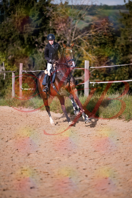 2026_10_03_Siefer-Hof_160012_Z81_80972163 | Professionelle Reitsport-, Turnier- und Eventfotografie von Robert Broda. Galerien mit ausgewählten und bearbeiteten Bildern direkt online ansehen und bestellen.
