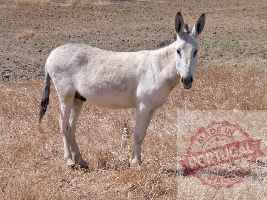 White donkey standing in dry grass field | White donkey standing in a rural field with dry brown grass during sunny day - Realized with Pictrs.com