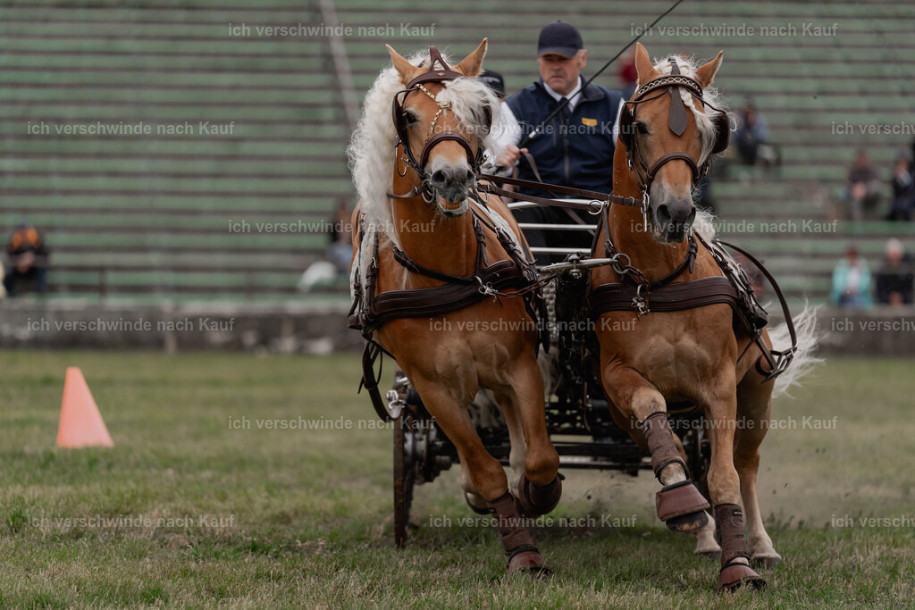 Showprogramm-516 | working equitationturnier fotograf videograf stoibphotography marixx film working equitation deutschland reitsport turnierfotografie eventfotografie equestrian events