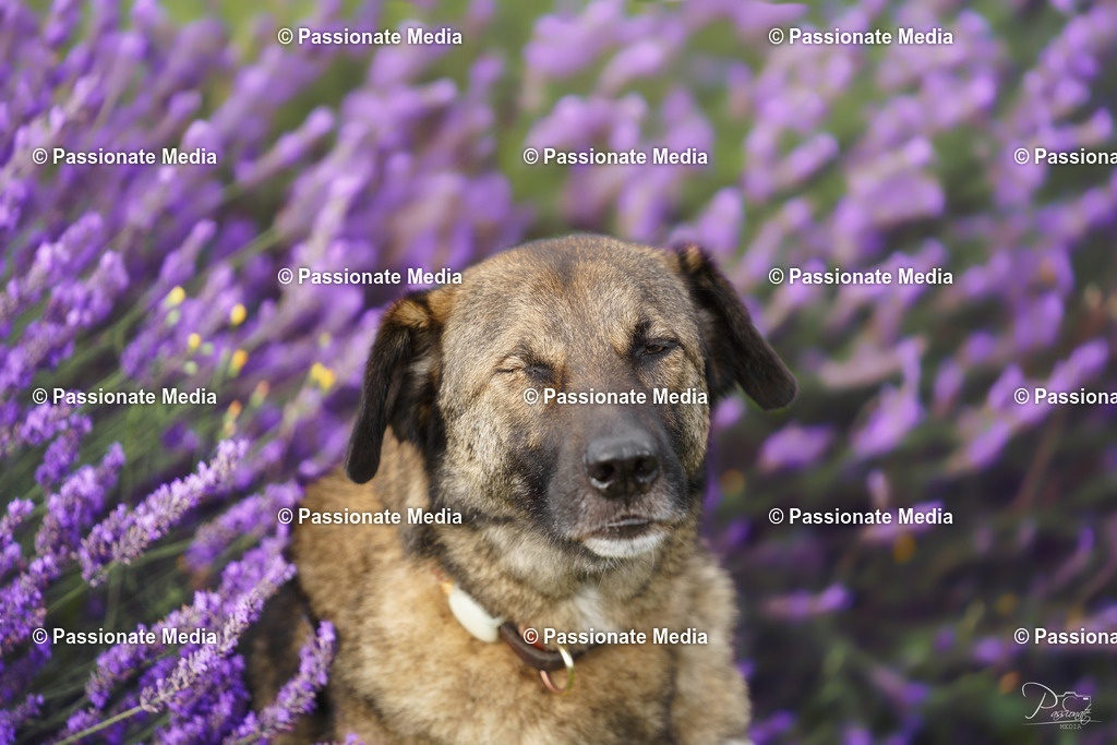 _DSC1399 | Passionate Media, dein Fotograf aus Brandenburg, Märkisch Oderland, im Bereich Motorsport, Autos und Motorräder sowie Events und auch Hunde. Shootings oder auch Eventbegleitungen können bei mir gebucht we