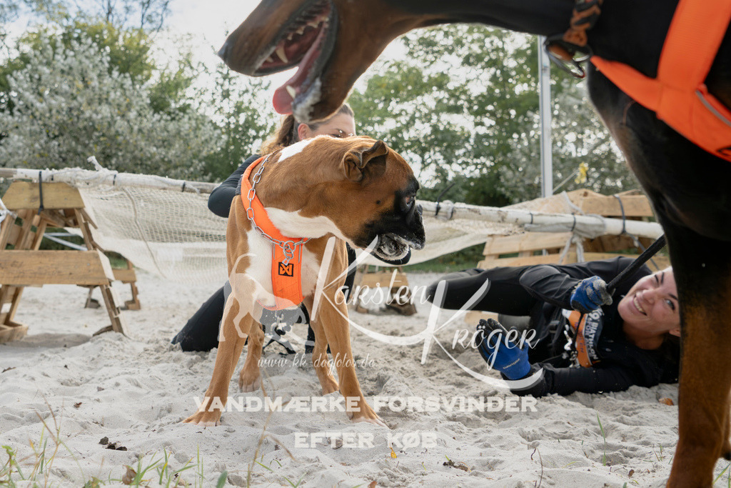 1305_ZZ94753 | kk-dogfotos