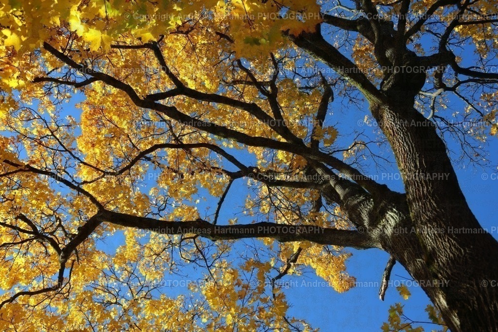 Ahornkrone im Herbst | Ahornkrone im Herbst - Realisiert mit Pictrs.com