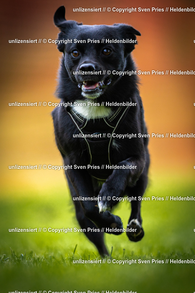 Sven Pries | 2025-09-21 - Hunderennen Baden-Oos - Realisiert mit Pictrs.com