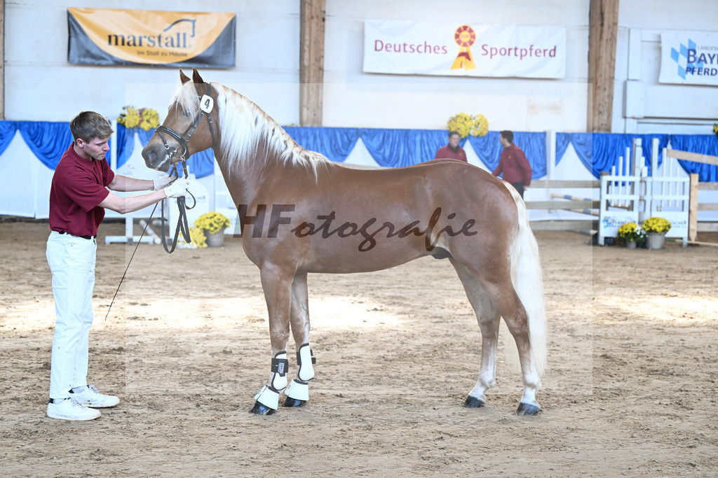 Kat-Nr. 4 nn v. Starkwind_Hoernlein_48250069 | hf-fotografie - Realisiert mit Pictrs.com