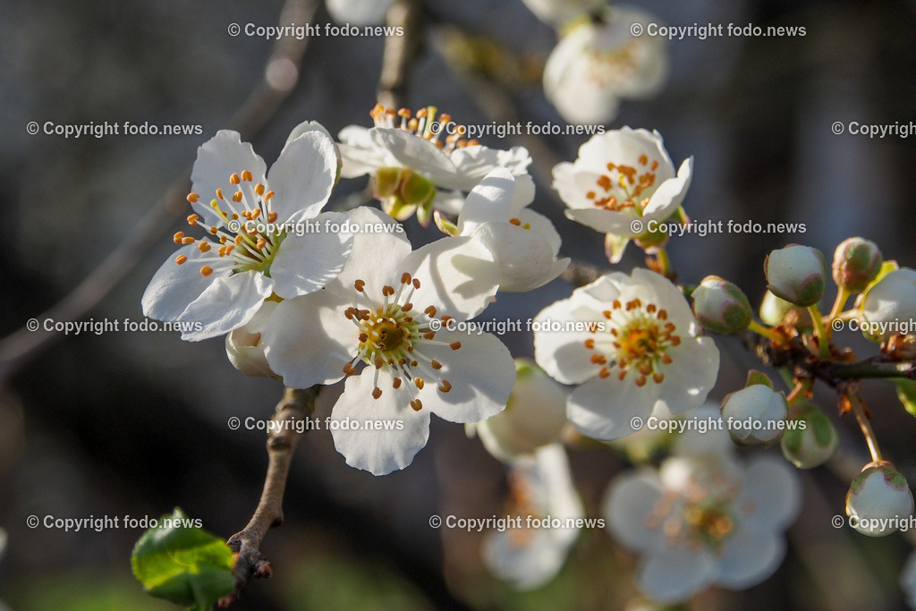 Frühling_ Blumen_ Frühlingsboten_ 28.03.2022-29 | 28.03.2022, Linz, AUT, Fruehling, Blumen, Fruehlingsboten, im Bild Zwetschge, Zwetschgenblueten