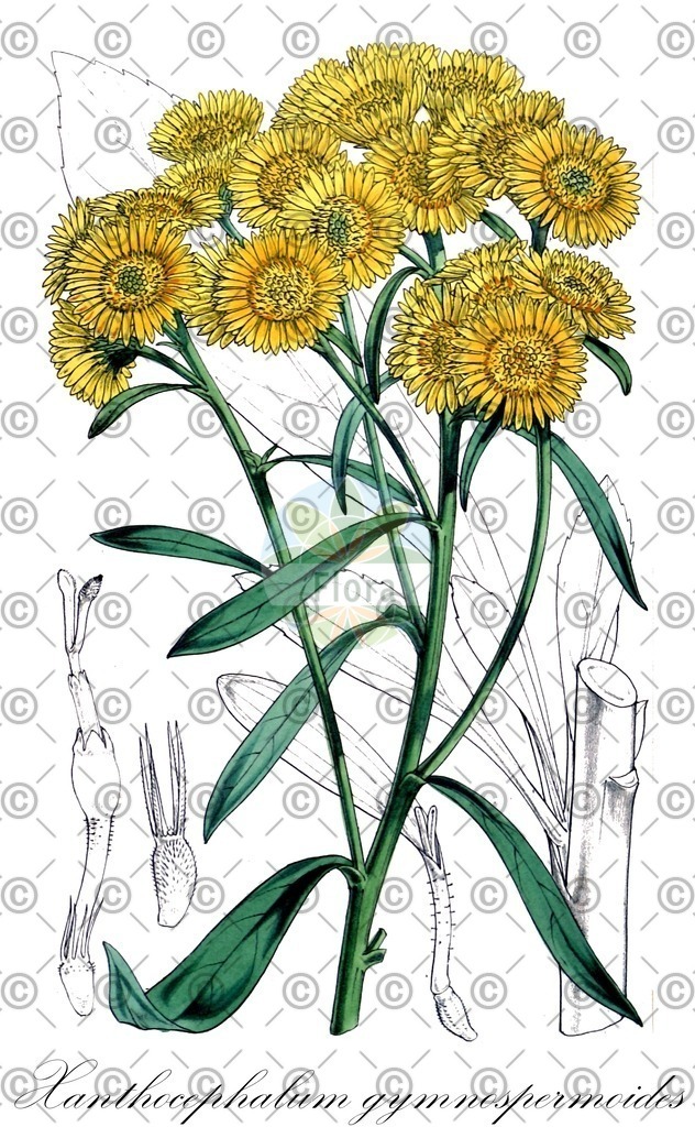 HistAbb_wfo-0000334611_1_ENZY_Simple | Historische Abbildung von Xanthocephalum gymnospermoides - Asteraceae | Historical Illustration of Xanthocephalum gymnospermoides - Asteraceae