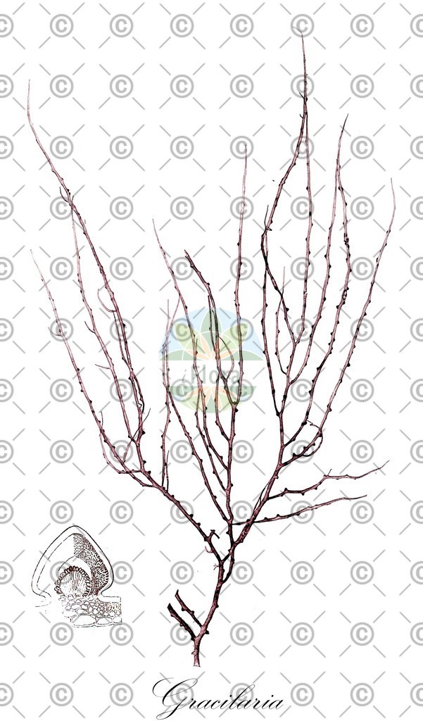 HistAbb_4QJD_2_ENZY_Simple | Historische Abbildung von Gracilaria - Gracilariaceae (0) | Historical Illustration of Gracilaria - Gracilariaceae (0)